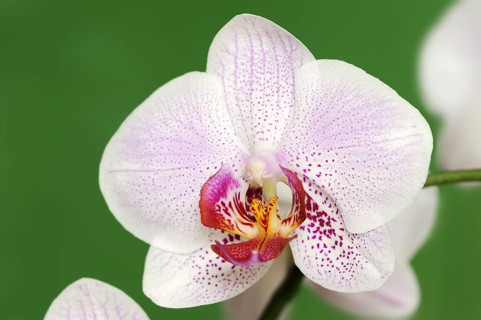 Butterfly orchid (Phalaenopsis), flower, houseplant, North Rhine-Westphalia, Germany, Europe