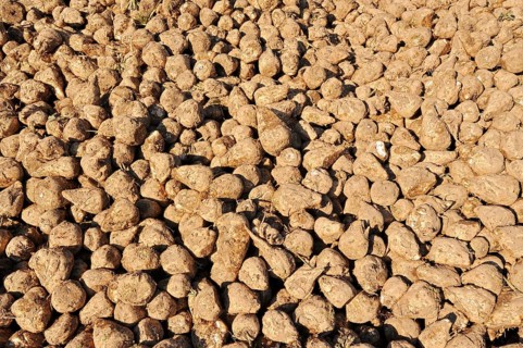 Harvested sugar beet (Beta vulgaris ssp. vulgaris var. altissima), sugar beet harvest,