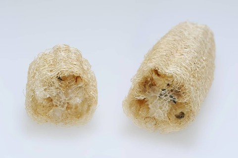 Sponge cucumber (Luffa aegyptiaca, Luffa cylindrica), fibrous interior of the ripe fruit, used as a