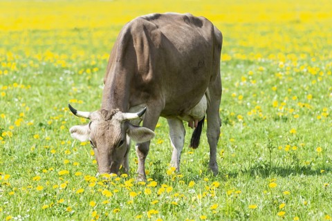 Allgaeu Brown Swiss cattle (Bos primigenius taurus), Allgaeu, Bavaria, Germany, Europe