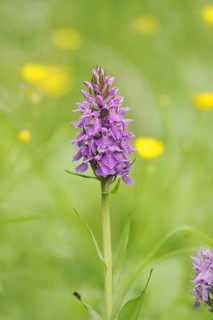 Moorland spotted orchid (Dactylorhiza maculata), North Rhine-Westphalia, Germany, Europe