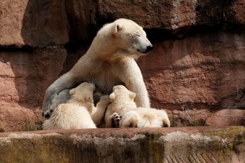 Polar bear mother suckling her two young polar bears, Ursus maritimus, Nuremberg Zoo, Am Tiergarten