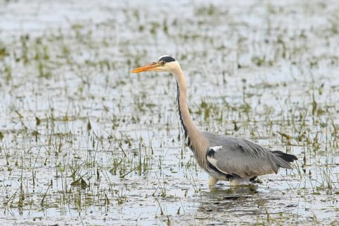 Grey heron (Ardea cinerea) foraging in wet meadow, spring, wildlife, Huede, Ochsen Moor, Duemmer