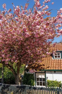 A blossoming tree in front of a small house with garden fence and window on a sunny spring day,