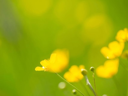 Meadow with tall buttercups (Ranunculus acris), buttercup, common buttercup, near Irdning, Ennstal,