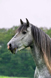Andalusian, Andalusian horse, Spaniard