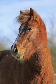 Icelander, Icelandic horse, Portrait