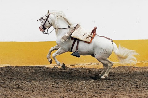 Andalusian, Andalusian horse, Antequera, Andalusia, Spain, saddled, Europe