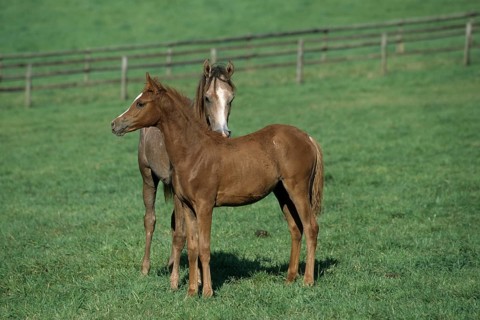 Arabian, Horse, Foal