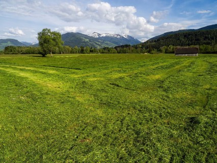 Freshly mown meadow with hay barn, snow-covered mountain peaks behind, near Irdning, Ennstal,