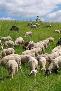 Sheep grazing on the dyke, cyclist, Elbe cycle path near Boizenburg, Mecklenburg-Western Pomerania,
