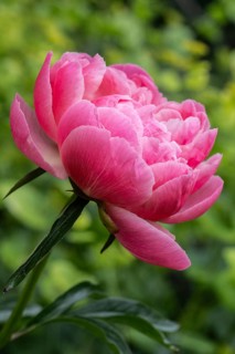 Peony (Paeonia Coral Charm), Emsland, Lower Saxony, Germany, Europe