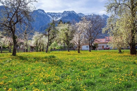 Spring meadow with blossoming trees in the village in front of Hohe Kisten 1922m in the