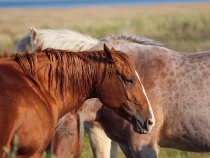 Brown horse with lowered head, standing next to a beige horse in a meadow in summer, horses on salt
