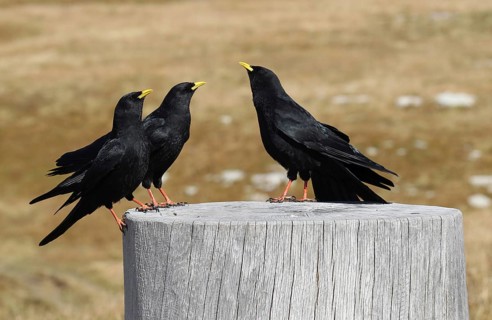 Alpine chough (Pyrrhocorax graculus) gregarious birds, St. Gallen, Switzerland, Europe