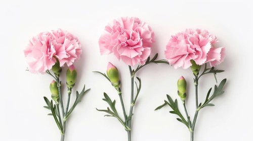 Three pink carnations with buds, arranged horizontally against a white background, AI generated