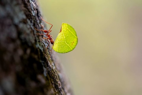Leaf-cutter ant (Atta cephalotes) carrying a piece of leaf, rainforest, Tortuguero National Park,