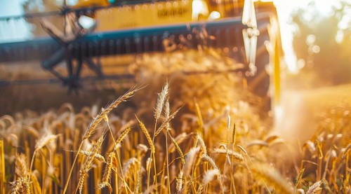 Combine harvester. collecting harvest of rye and wheat, Agriculture grain farming concept, AI