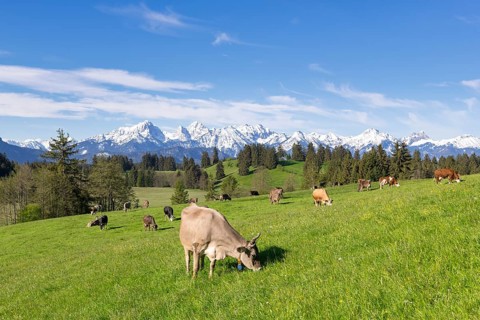Dairy cows on a pasture, snow-covered mountains, hiking area, forest, trees, Allgaeu Alps, near