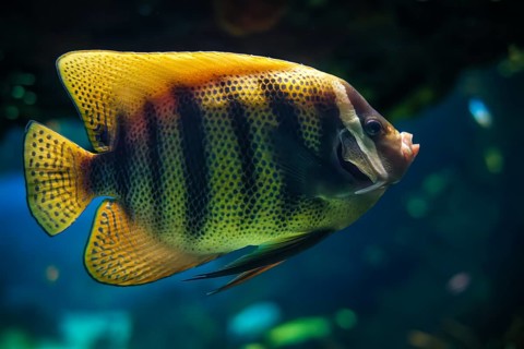 Six bar angelfish Pomacanthus sexstriatus aka six banded angelfish fish underwater in sea