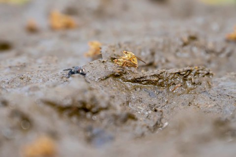 Flies on a cowpat in a meadow, Austria, Europe