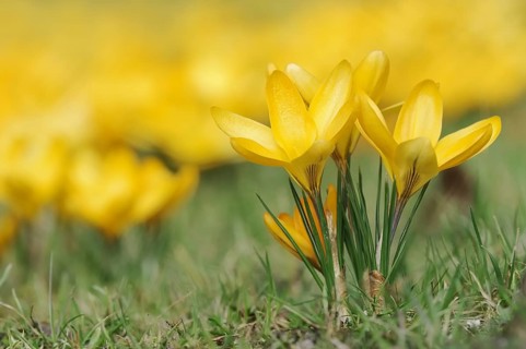 Golden crocus or dutch yellow crocus (Crocus flavus), North Rhine-Westphalia, Germany, Europe