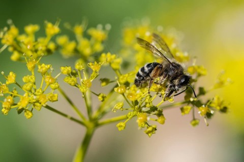 Honey bee (Apis mellifera) a Yellow umbel (Smyrnium perfoliatum), Emsland, Lower Saxony, Germany,