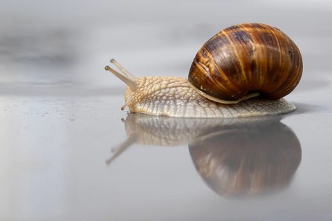 Vineyard snail (Helix pomatia) Reflection, water, crawling, Stuttgart, Baden-Wuerttemberg, Germany,