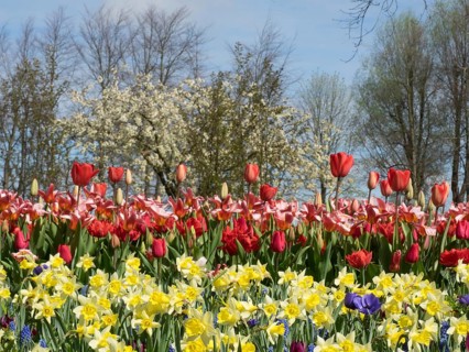 A colourful flower field with yellow and red tulips under a clear blue sky, trees in the