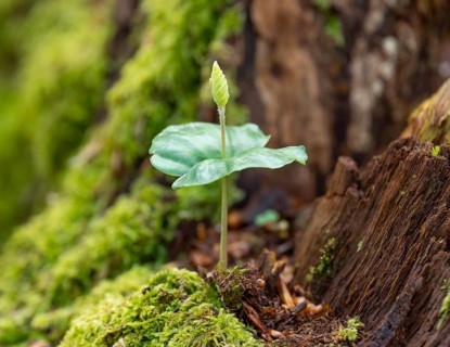 Beech seedling, copper beech (Fagus sylvatica) growing on dead wood, Hesse, Germany, Europe
