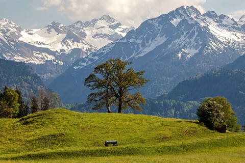 Group of trees in spring, snow-covered mountains of the Allgaeu Alps in the background, near