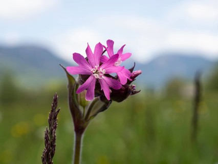 Red campion (Silene dioica), near Irdning, Ennstal, Styria, Austria, Europe