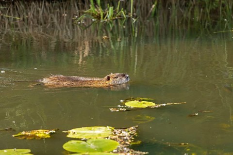 Nutria (Myocastor coypus) swimming, pond, Boizenburg, Mecklenburg-Vorpommern, Germany, Europe