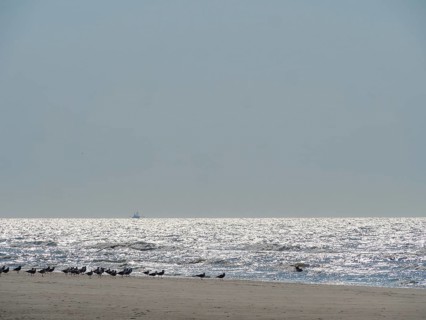 A quiet beach with birds on the shore and a glittering sea under a clear sky, glittering sea water