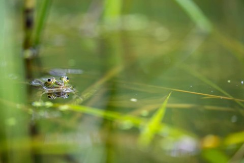 Green frog (PELOPHYLAX ESCULENTUS), Unterallgaeu, Bavaria