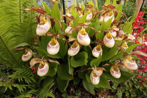 Southern lady's slipper orchid (Cypripedium Kentuckiense) Origin North America, garden plant in