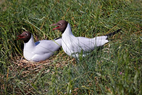 Breeding Black-headed Gulls (Larus ridibundus) also pair at the breeding site, North Sea coast,
