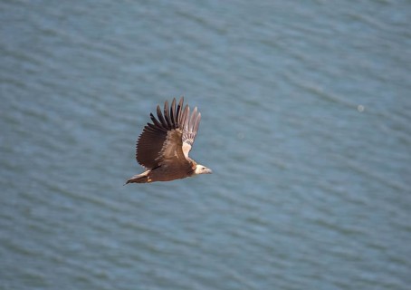 Griffon vulture (Gyps fulvus), Monfraguee National Park, Extremadura, Castilla La Mancha, Spain,