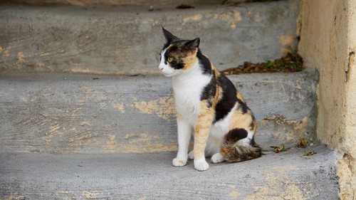 Black and white cat sits on concrete and looks sceptically, near Grand Master's Palace, Knights'