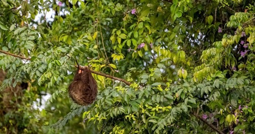 Linnaeus's two-toed sloth (Choloepus didactylus) hanging from a thin branch in a tree, Tortuguero