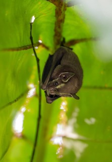 Tent-making bat (Uroderma bilobatum) hanging under a leaf, Tortuguero National Park, Costa Rica,