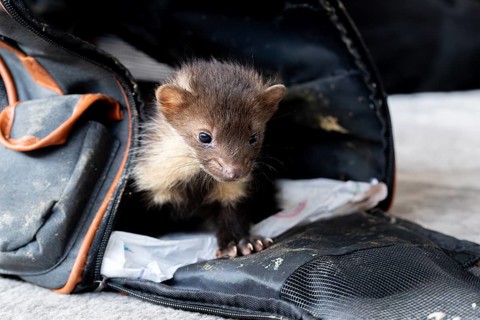 Beech marten (Martes foina), practical animal welfare, young animal leaves transport box in a