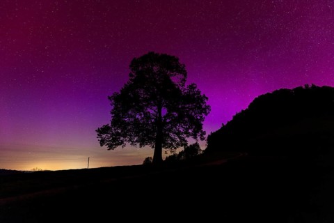Silhouette of lime tree in front of aurora borealis, northern lights due to solar storm,