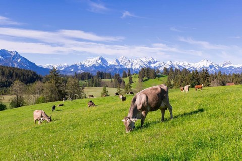 Dairy cows on a pasture, snow-covered mountains, hiking area, forest, trees, Allgaeu Alps, near