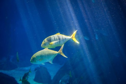 Golden jack Gnathanodon speciosus aka golden trevally, golden kingfish, banded trevally, king