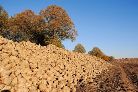 Harvested sugar beet (Beta vulgaris ssp. vulgaris var. altissima), sugar beet harvest,
