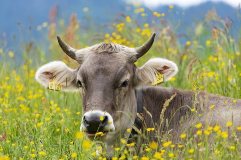 Allgaeu Brown Swiss, (Bos primigenius taurus), Allgaeu, Bavaria, Germany, Europe