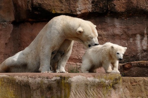 Polar bear mother, Ursus maritimus, with her young polar bear, Nuremberg Zoo, Am Tiergarten 30,