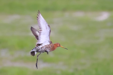 Black-tailed godwit (limosa limosa) in flight, snipe birds, wildlife, Ochsenmoor, Naturpark Duemmer