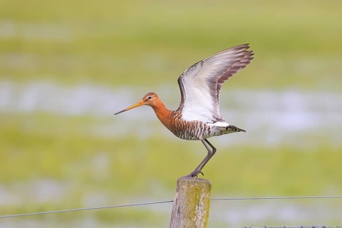 Black-tailed godwit (limosa limosa) with raised wings on pasture fence, snipe birds, wildlife,